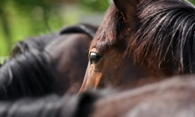 10 señales que indican que su caballo tiene problemas internos