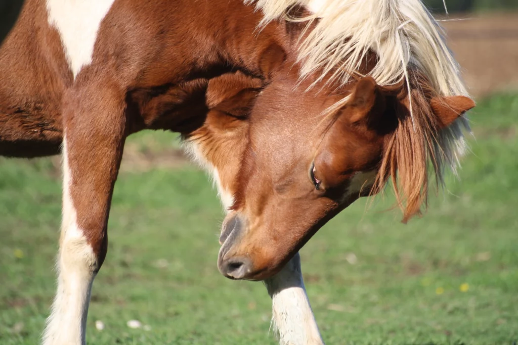 El caballo se rasca