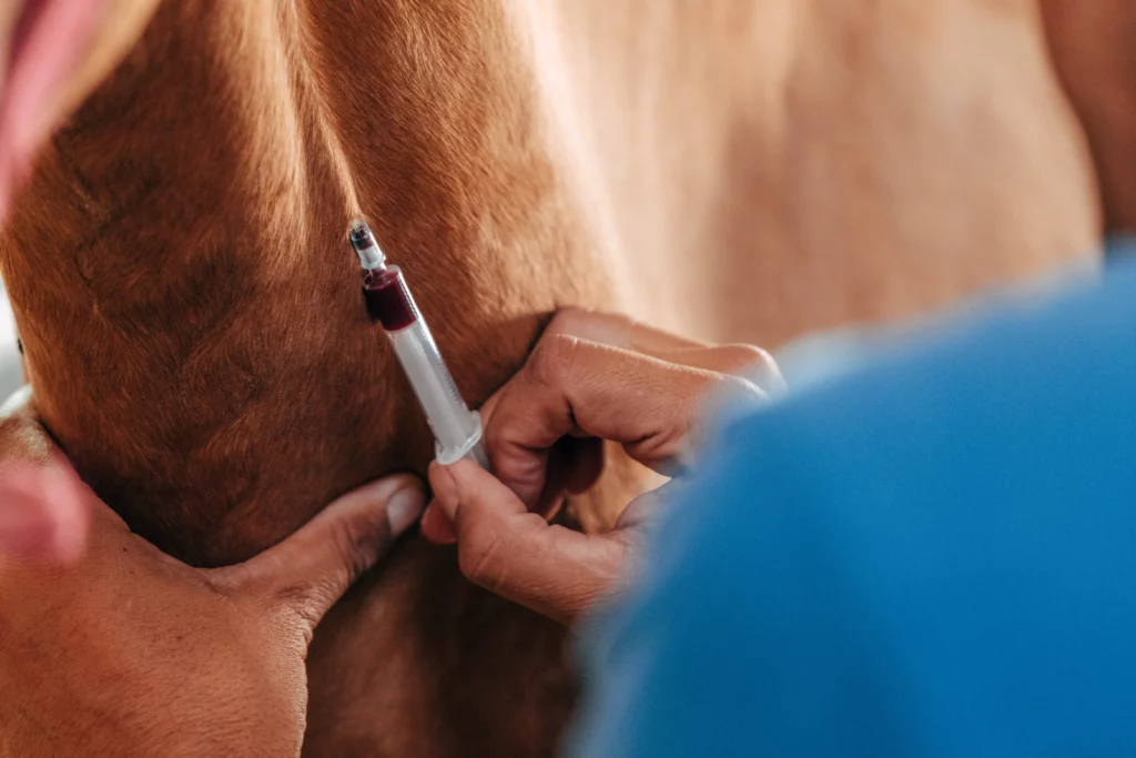 Extracción de sangre en un caballo