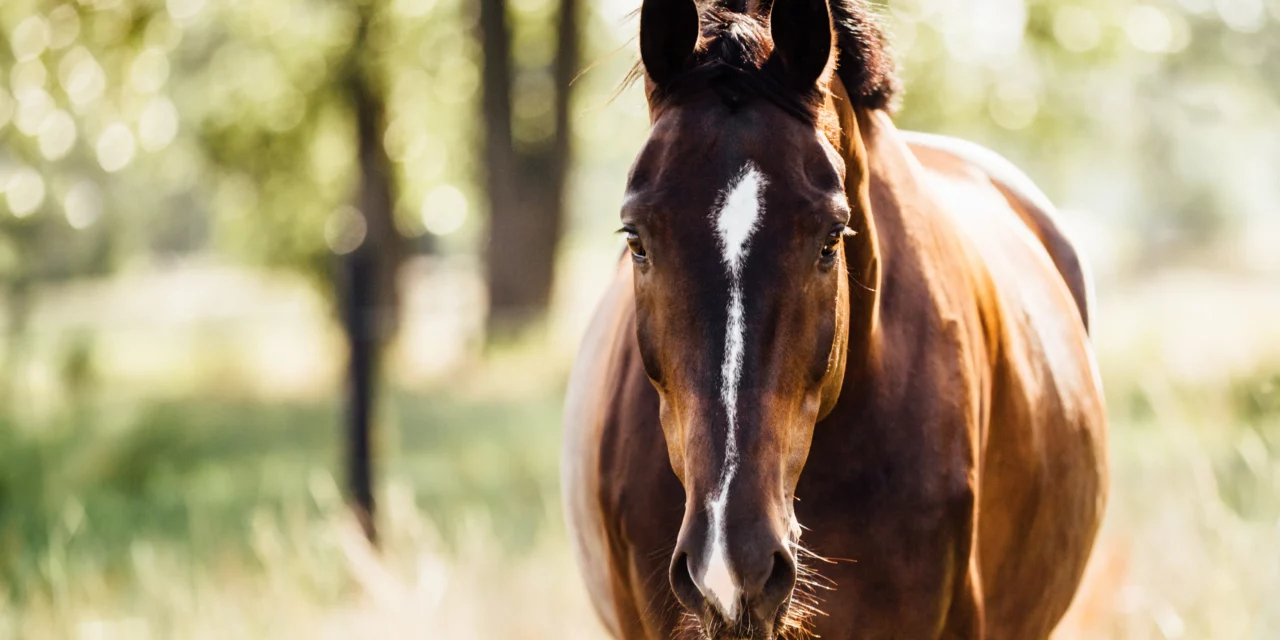 10 buenos propósitos de año nuevo para poner orden en el caos diario de los caballos