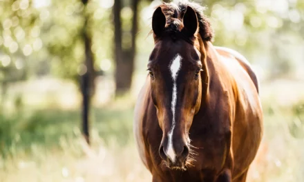 10 buenos propósitos de año nuevo para poner orden en el caos diario de los caballos