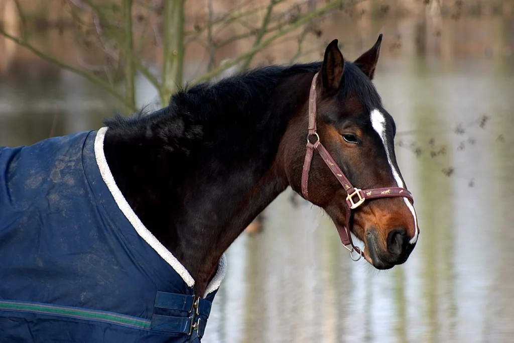 Caballo con manta