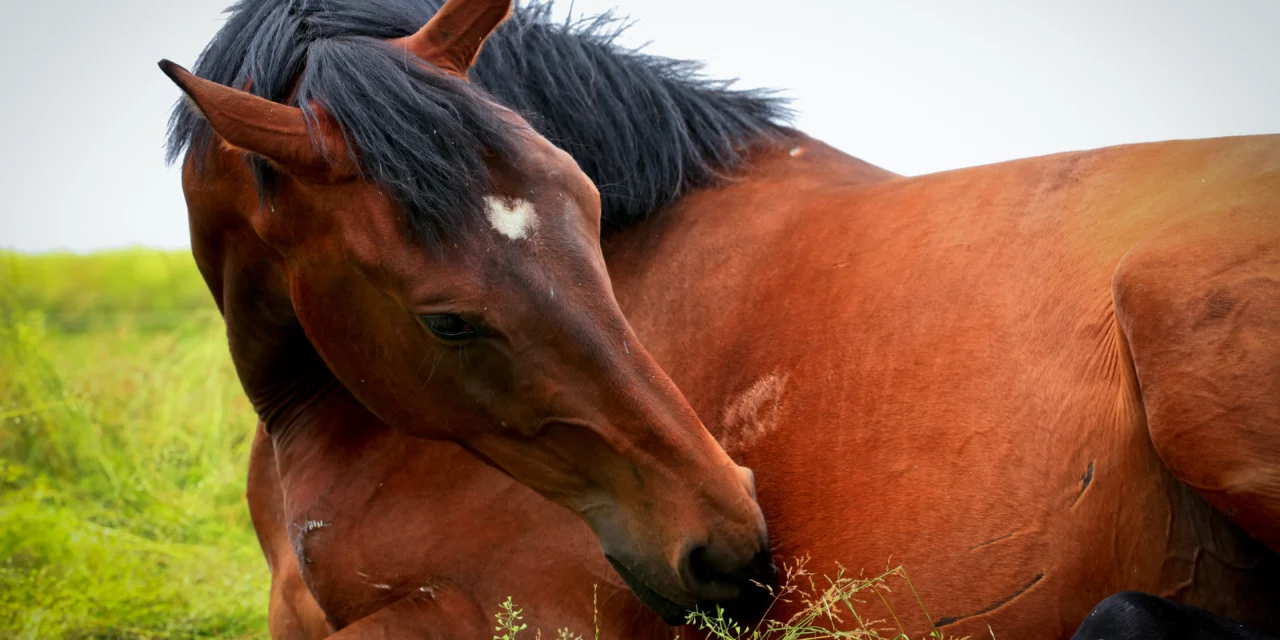 ¿Tiene cólico mi caballo?