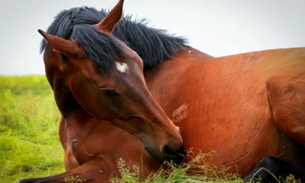 ¿Tiene cólico mi caballo?
