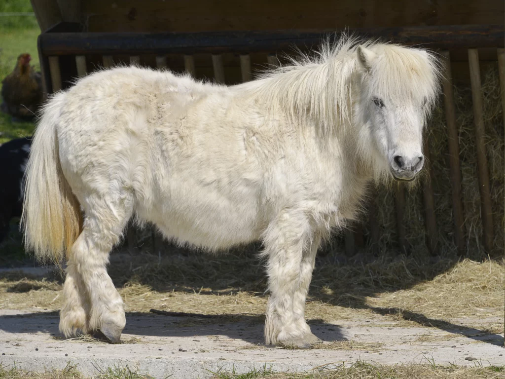 Un pony tordo y gordo