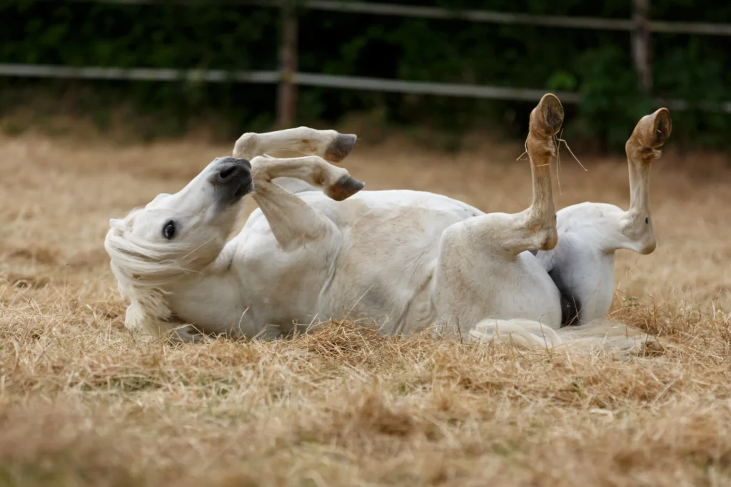 Un caballo que se está revolcando