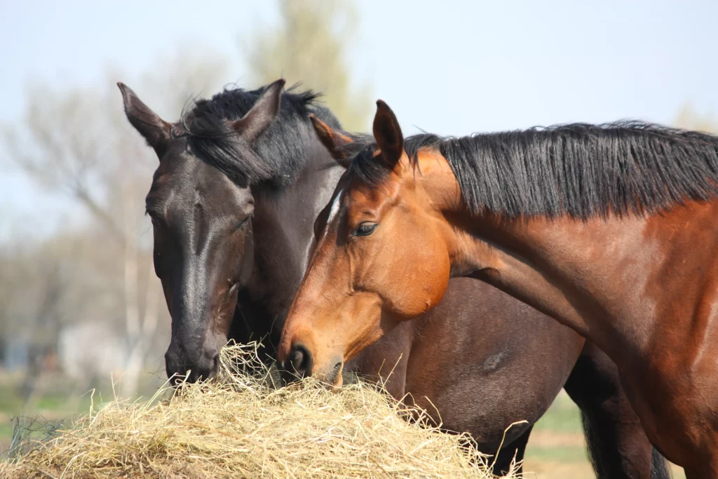 Caballo oscuro y caballo claro con un lucero en el comedero