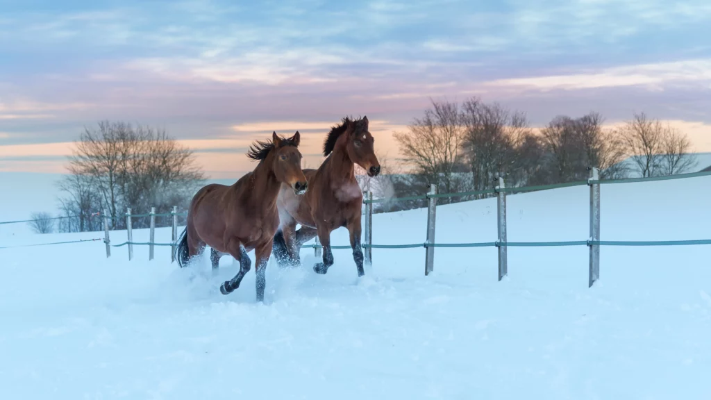 Caballos galopando en la nieve