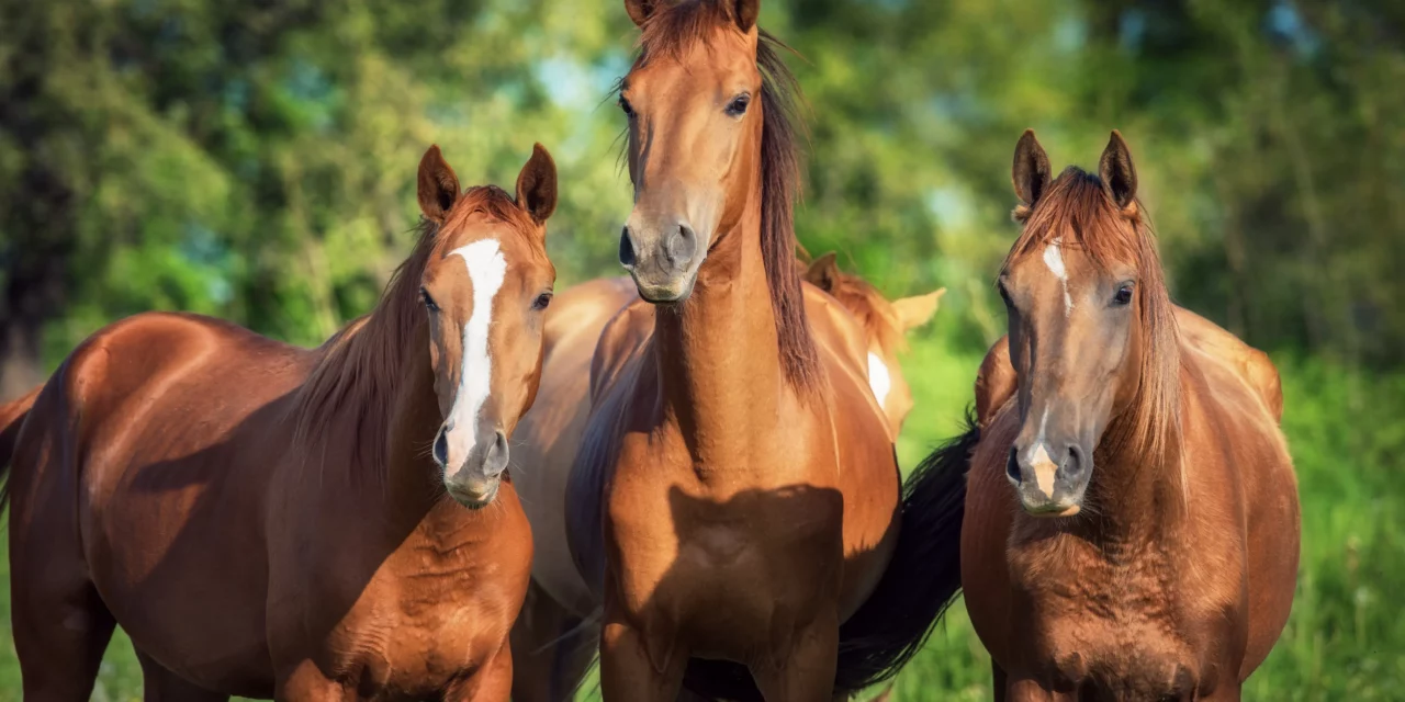 Alimentar adecuadamente a caballos jóvenes