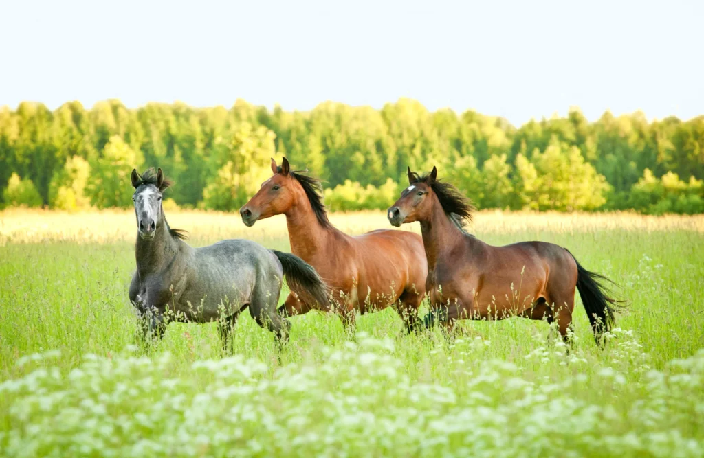 tres caballos trotan por un prado verde