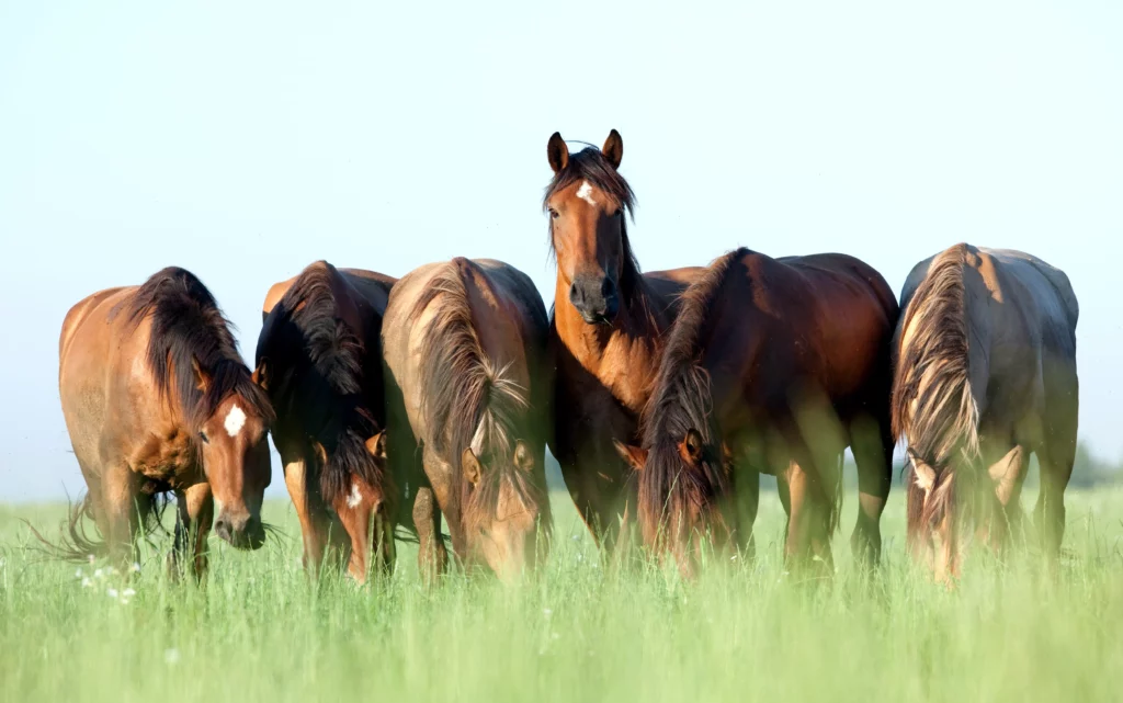 seis caballos pastan en el prado