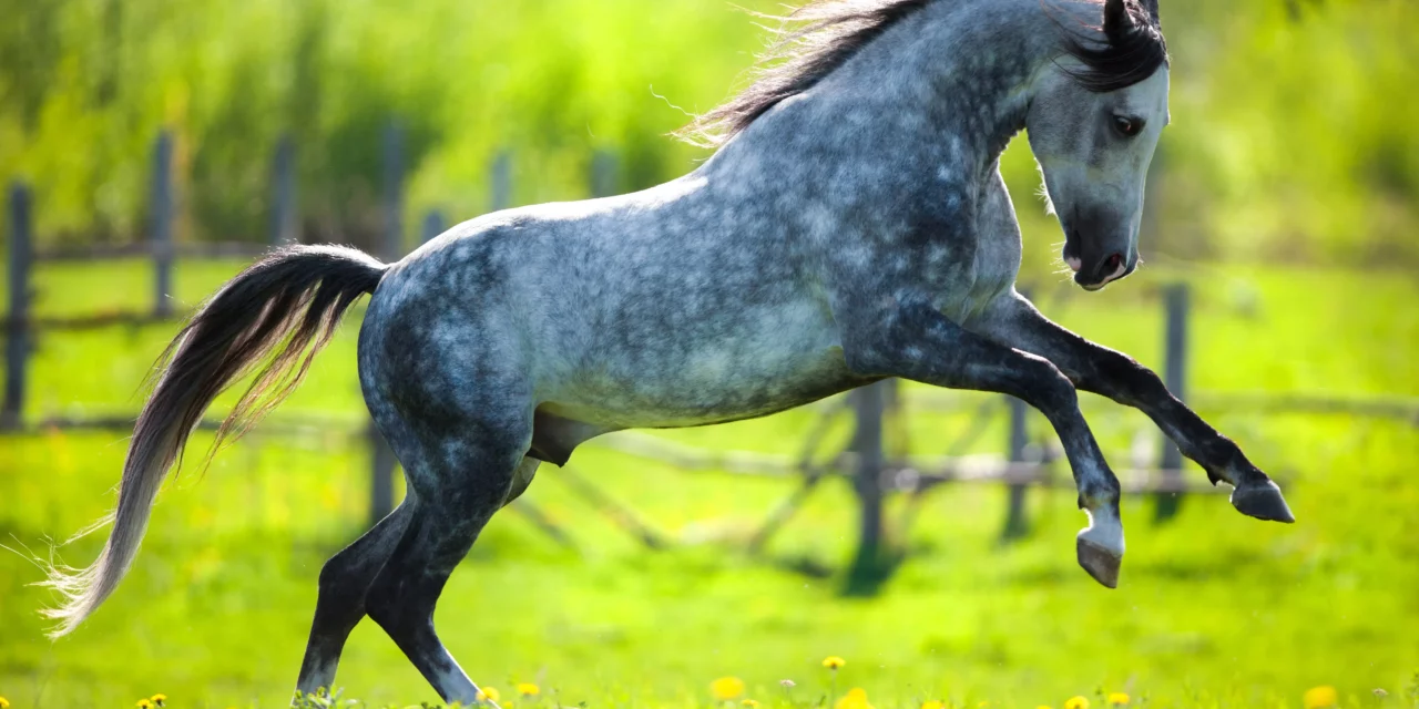 La primavera la sangre altera, cuando los caballos se animan demasiado