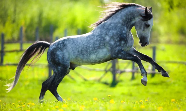 La primavera la sangre altera, cuando los caballos se animan demasiado