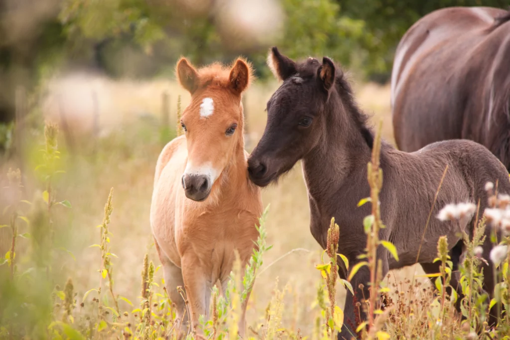Dos potros pony y al fondo una yegua
