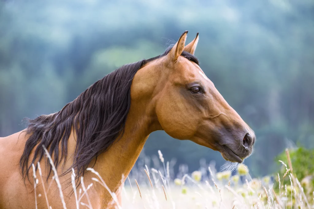 Caballo cuarto de milla en un prado que mira a la derecha