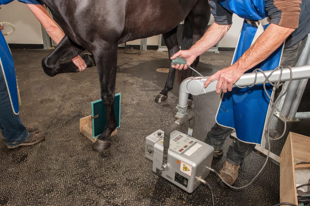 Radiografía de las extremidades delanteras de un caballo