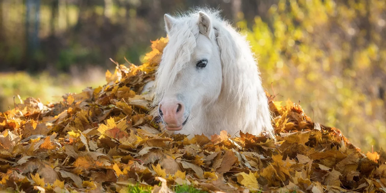 Hojas otoñales en prados y praderas: ¿son seguras para los caballos?