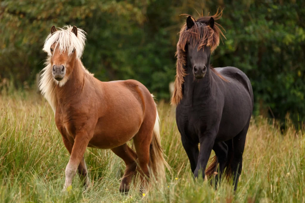 Dos caballos caminan por el prado