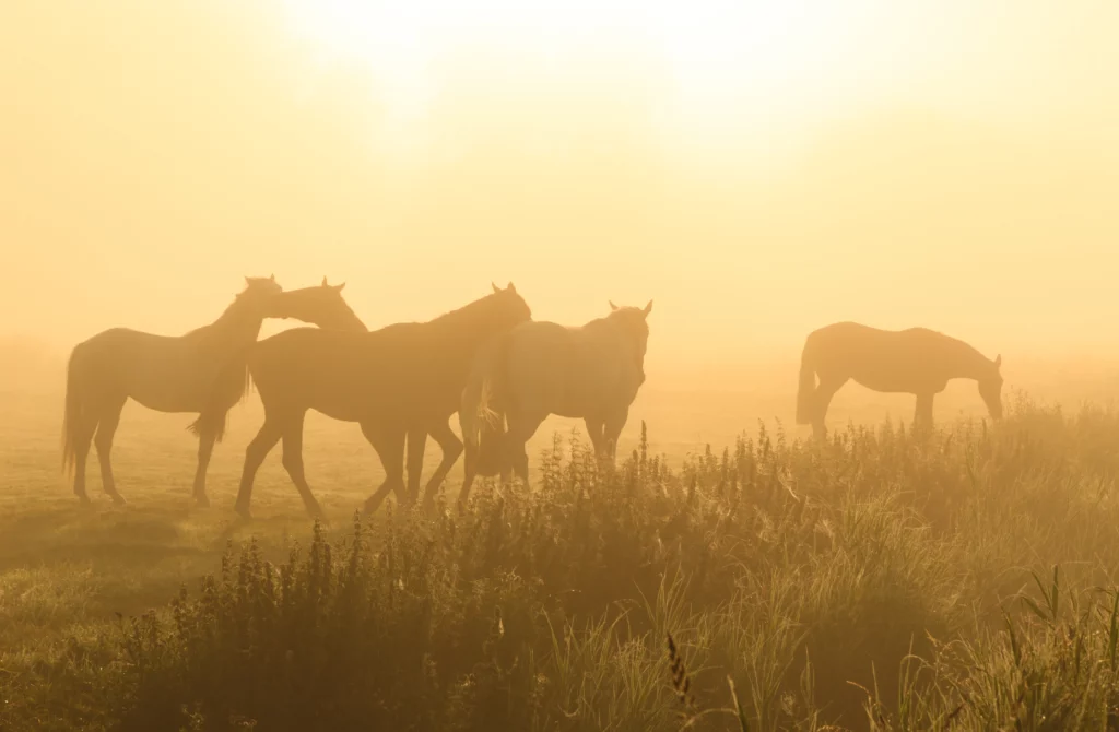 Caballos al atardecer