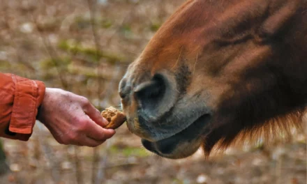 Por qué el pan no debe estar en el comedero de los caballos