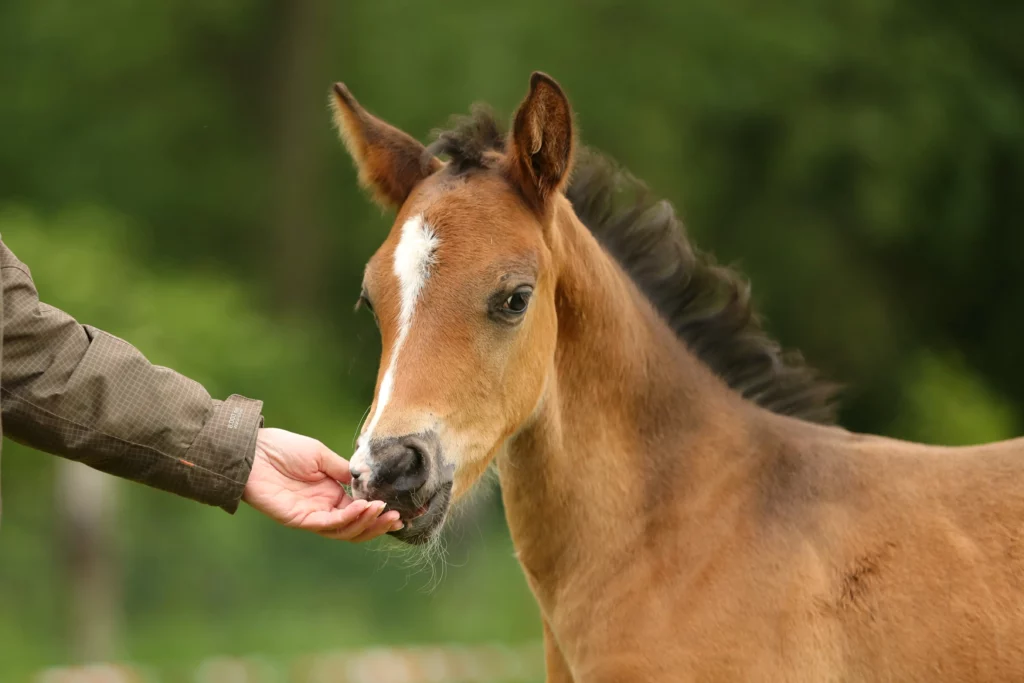 potro pony marrón olfatea una mano