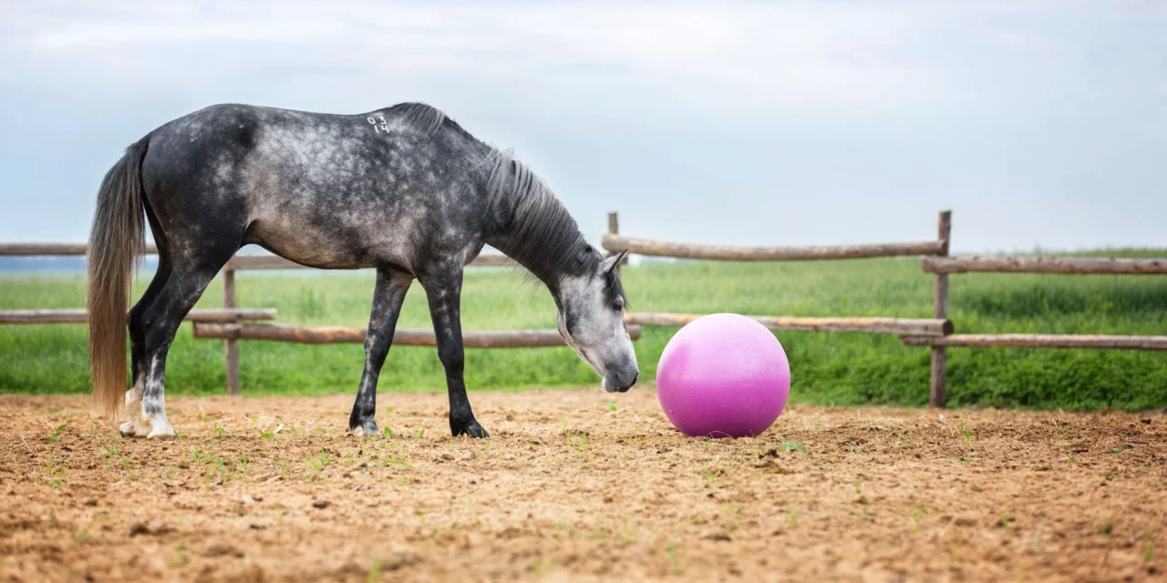 Todos los caballos pueden aprender a hacer tonterías, pero cada uno aprende de una forma diferente.
