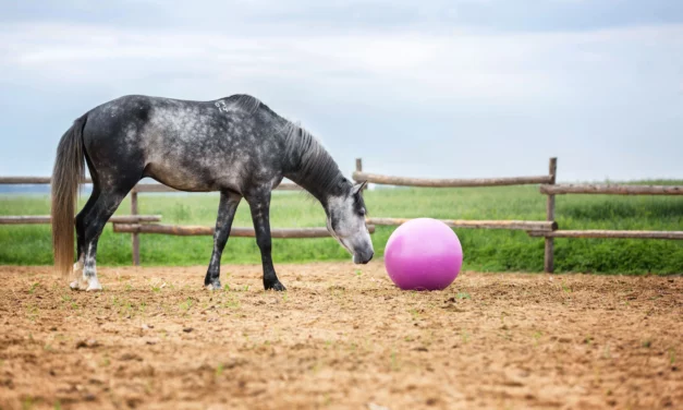 Todos los caballos pueden aprender a hacer tonterías, pero cada uno aprende de una forma diferente.