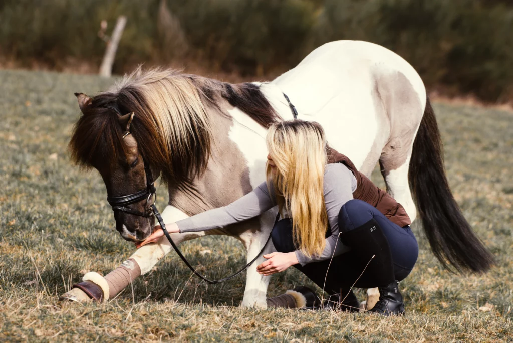 Caballo en una lección de circo