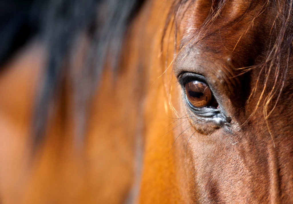 Cara de caballo