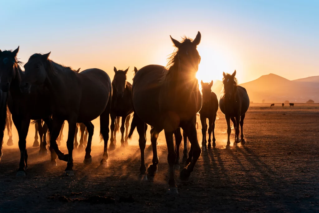 Caballos salvajes, silueta al amanecer, atardecer