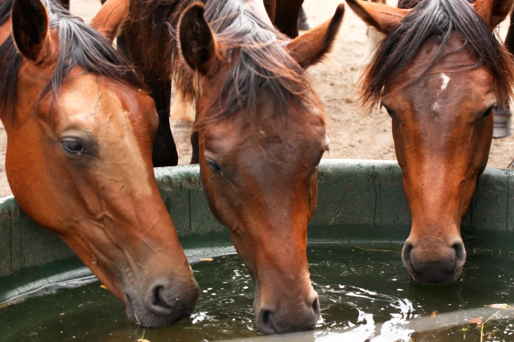 Caballos bebiendo de un abrevadero