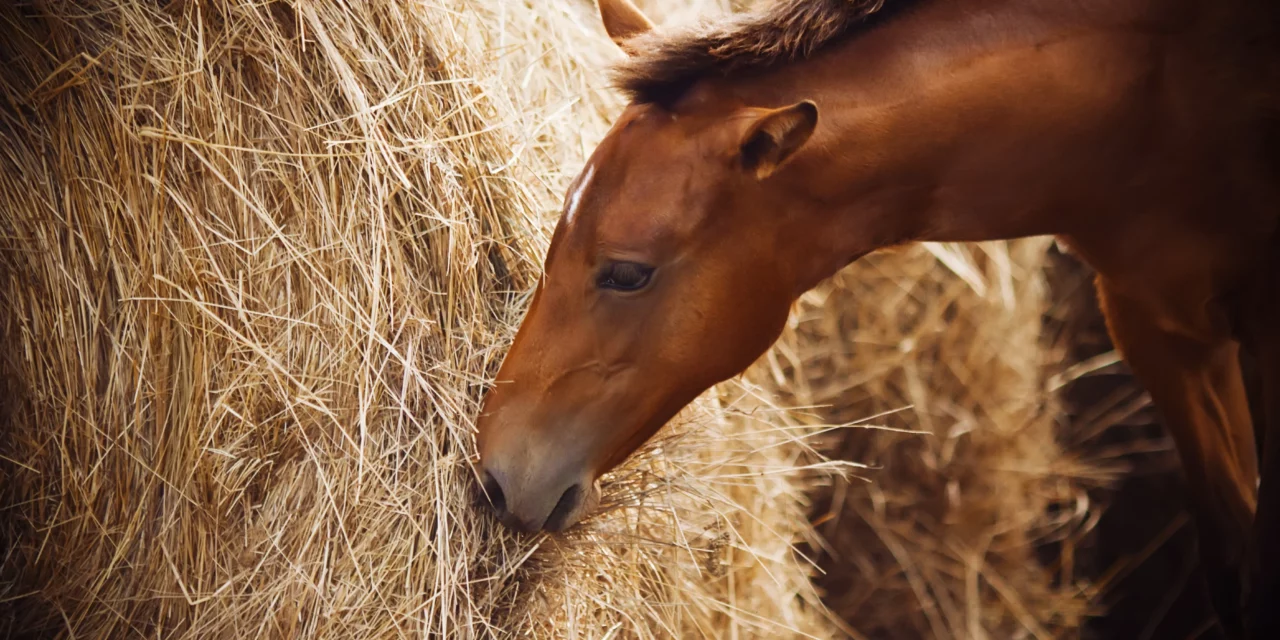 Forraje para caballos en crecimiento