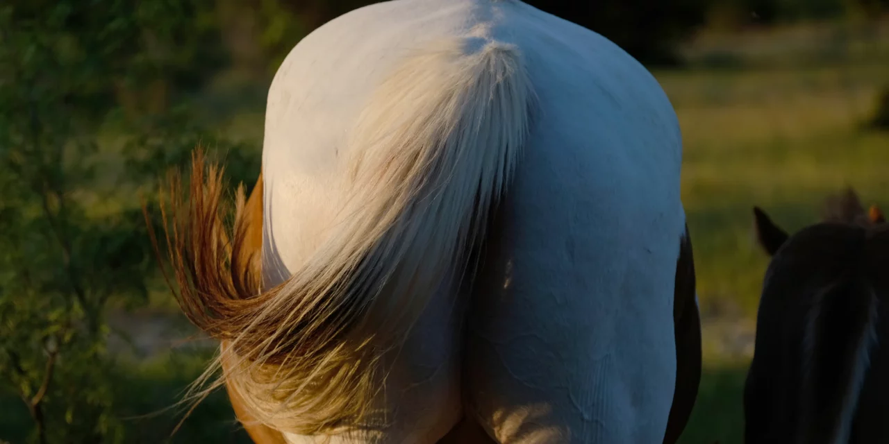 ¿Qué me dicen las heces de mi caballo sobre su salud?