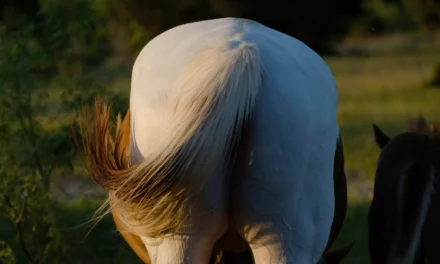 ¿Qué me dicen las heces de mi caballo sobre su salud?
