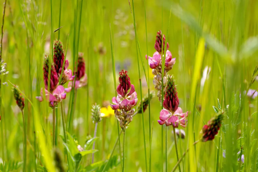 Campo con hermosas flores de esparceta