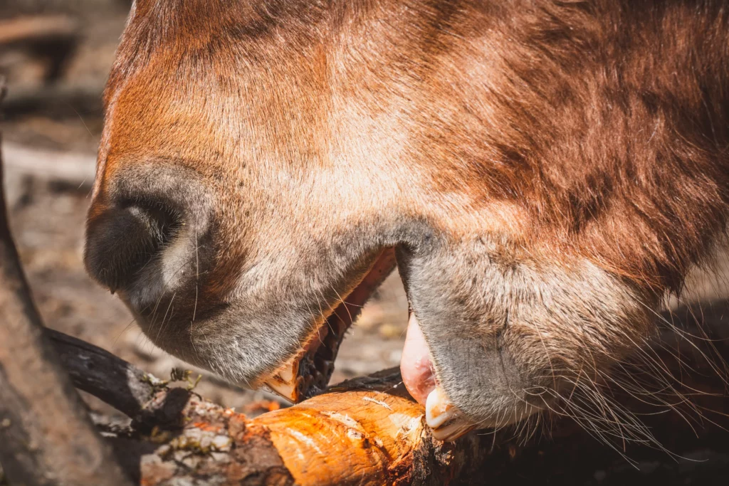 Caballo mordisquea una rama