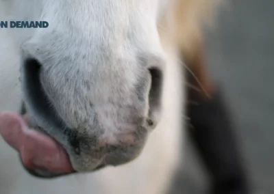 Pferd leckt sich den Mund