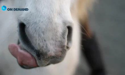 Pferd leckt sich den Mund