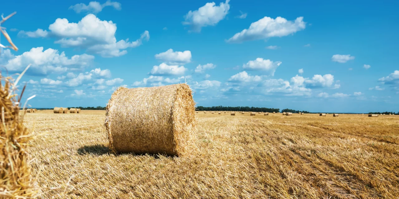 Caballos jóvenes y alimentación con paja: ¿es posible?