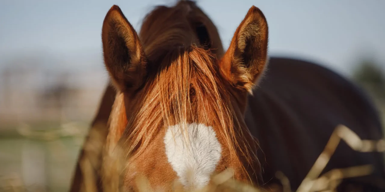 ¿Por qué hay que alimentar a los caballos con heno todo el tiempo o por qué es perjudicial alimentarlos con heno por ración ?