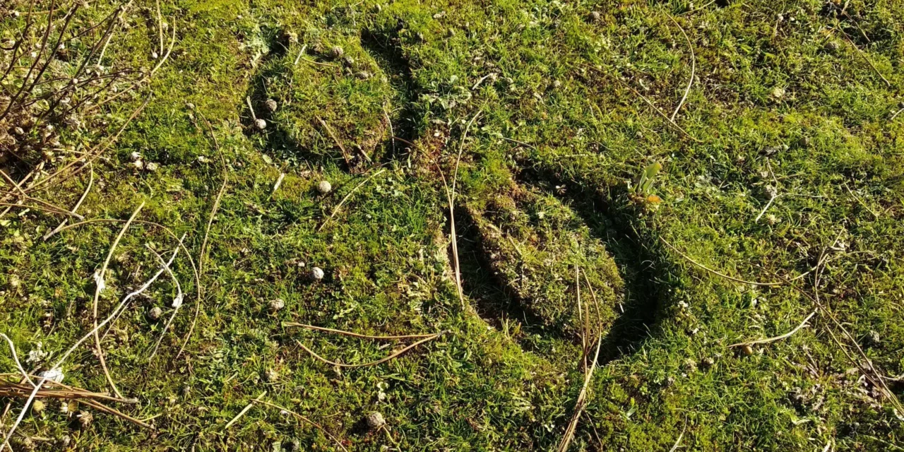 <strong>Consejo de hierbas: Musgo</strong>