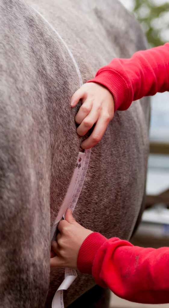 Medir cotoro; caballo gordo; cinta métrica; EMS