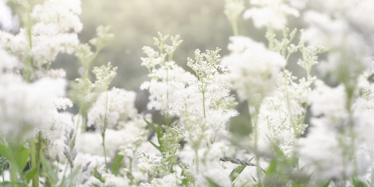 Consejo sobre plantas: Reina de los prados