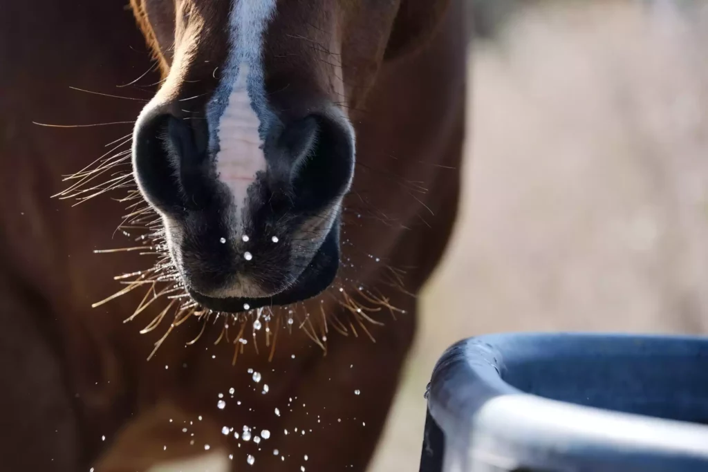 Caballo bebiendo con gotas de agua en el hozico