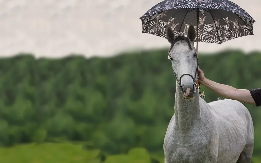 Demasiado calor, demasiado frío, demasiada sequedad, demasiada húmedad, el clima extremo también causa problemas a los caballos
