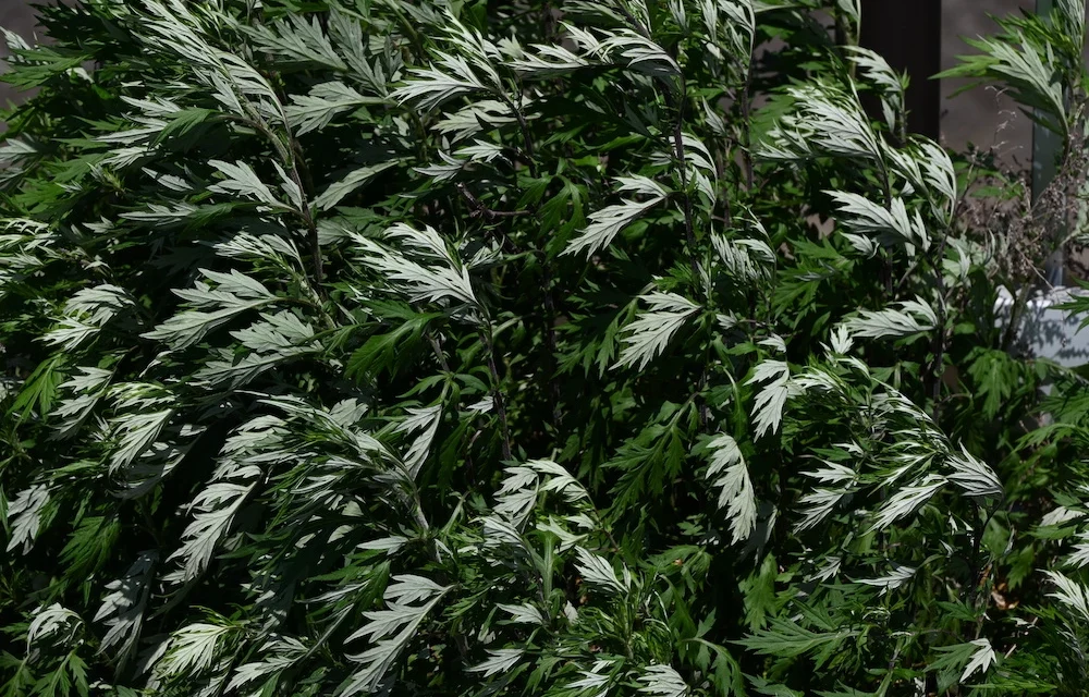 Hierbas medicinales Artemisa