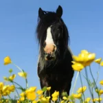 Ranúnculos y Sorrel: huéspedes no deseados en el prado de los caballos