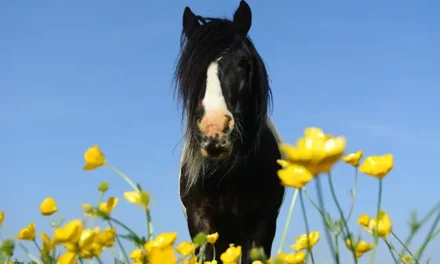 Ranúnculos y Sorrel: huéspedes no deseados en el prado de los caballos