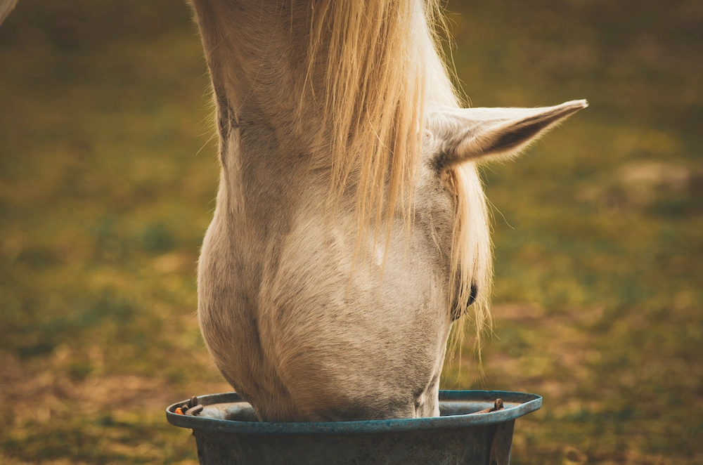 Un caballo tordo come su comida de un comedero en el prado.