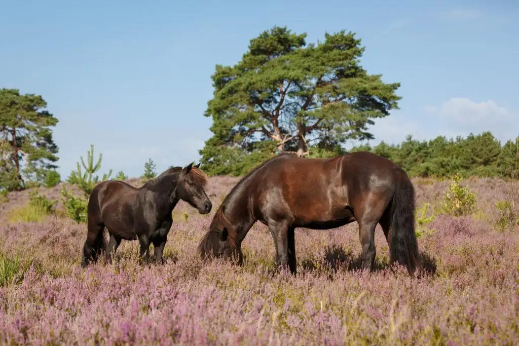 Ponis en el brezal